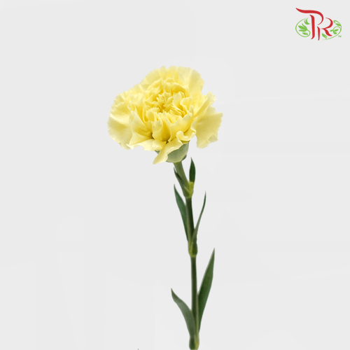 Carnation - Yellow (18-20 Stems) - Pudu Ria Florist
