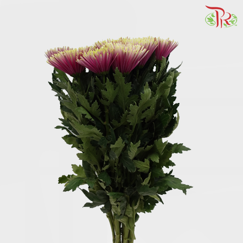 Anastasia / Net Mum Chrysanthemum - Chispa Purple (12 Stems) - Pudu Ria Florist