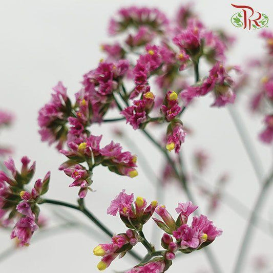 Caspia - Pink (Per Bunch) - Pudu Ria Florist
