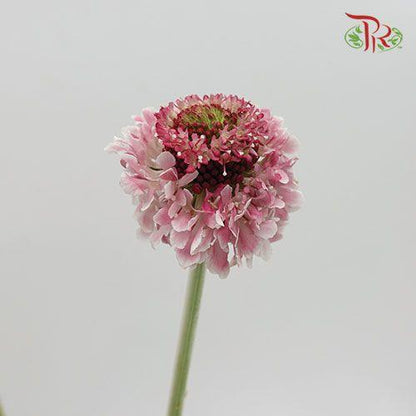 Scabiosa Color - Light Pink (Per Bunch) - Pudu Ria Florist