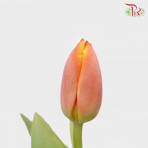 Tulip - Ad Rem (9-10 Stems) - Pudu Ria Florist