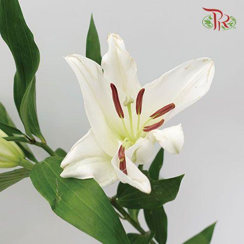 Lily Oriental Zambesi / Santander 2 & 3 & 4 - (5 Stems) - Pudu Ria Florist