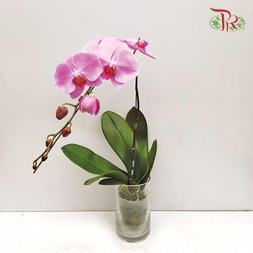 Phalaenopsis Orchid - Lilac *Excluded Vase* - Pudu Ria Florist