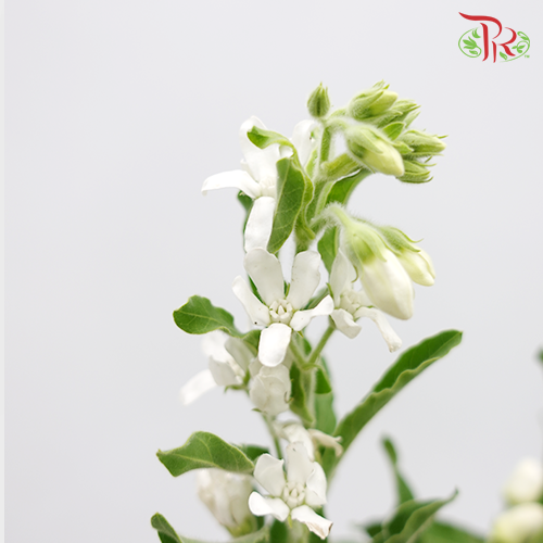 Oxypetalum - White (Per Bunch) - Pudu Ria Florist
