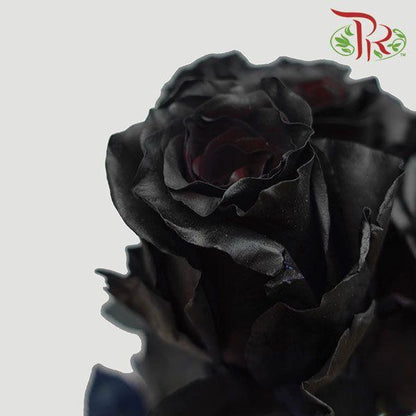 Ceres Rose - Black (10 Stems) - Pudu Ria Florist