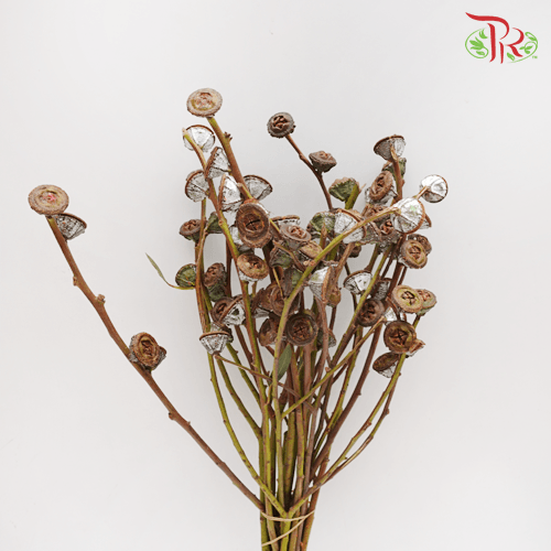Eucalyptus - Nut (Per Bunch) - Pudu Ria Florist
