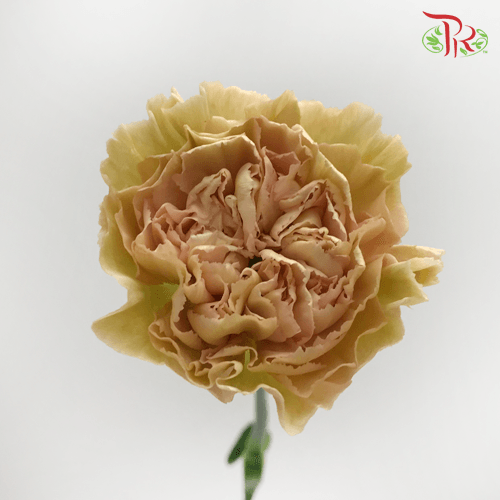 Carnation - Caramel (10 Stems) - Pudu Ria Florist