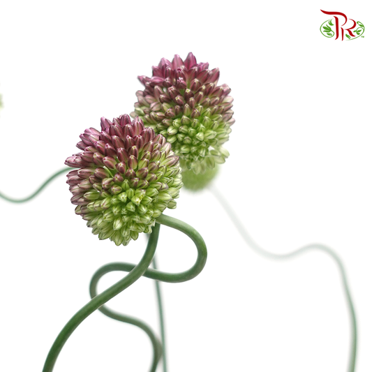 Allium Dancing Tancyo - (5 Stems) - Pudu Ria Florist