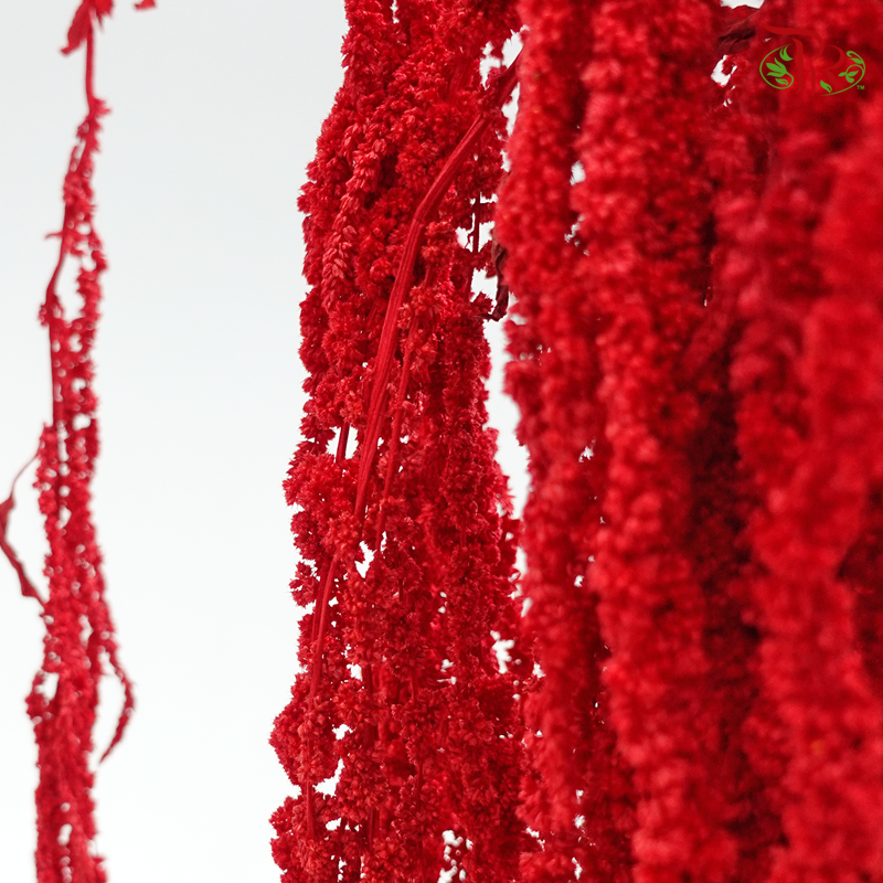 Preservative Amaranthus - Red  (Per Bunch) - Pudu Ria Florist