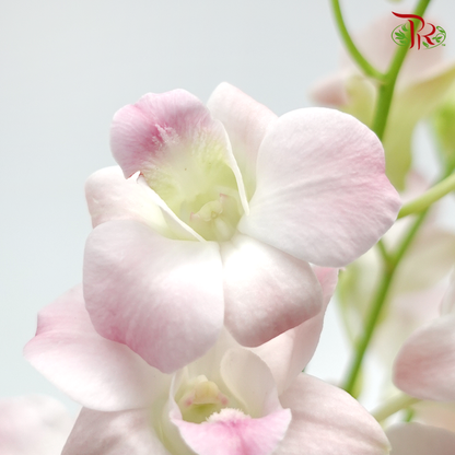 HW - Dendrobium - Cinta Sweet (M) (5 Stems) - Pudu Ria Florist
