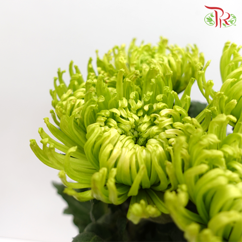 Anastasia / Net Mum Chrysanthemum - Green (12 Stems) - Pudu Ria Florist