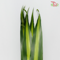 HW - Iron Leaf (Massengana) - Pudu Ria Florist
