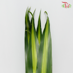 HW - Iron Leaf (Massengana) - Pudu Ria Florist