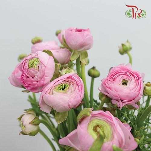 Ranunculus - Pink (5 Stems) ***FRAGILE - Pudu Ria Florist