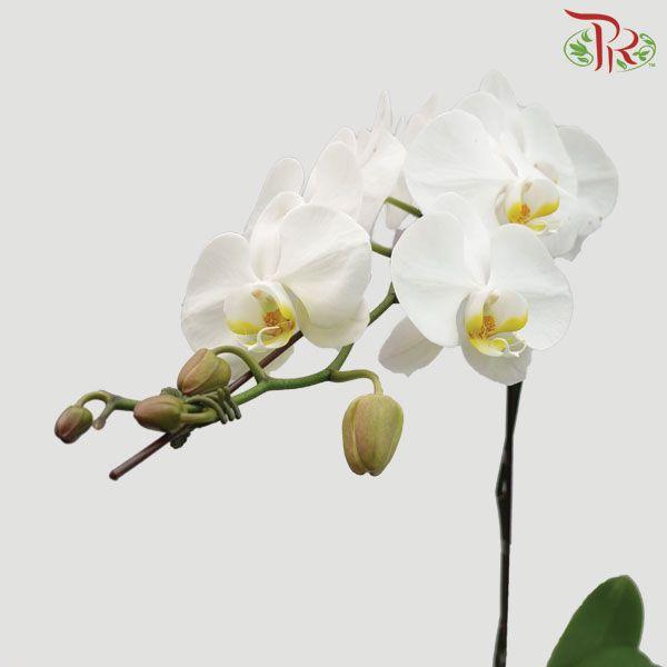 Phalaenopsis Orchid White With Yellow Lips *With No Vase - Pudu Ria Florist