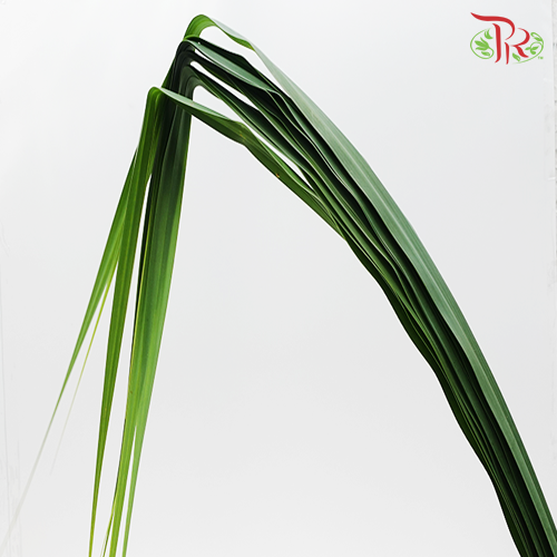 Pandan Leaf (L) - Pandanus Green - Pudu Ria Florist