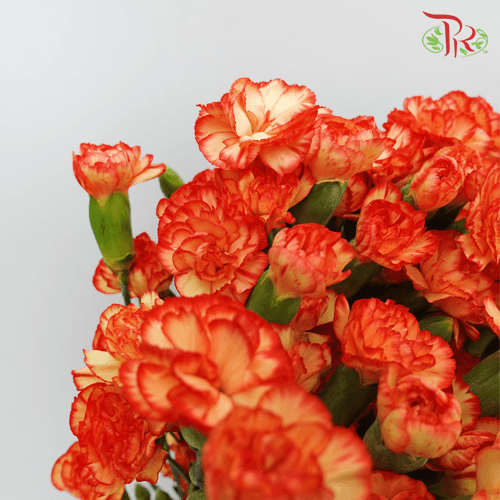Carnation Spray - Carimbo (19-20 Stems) - Pudu Ria Florist