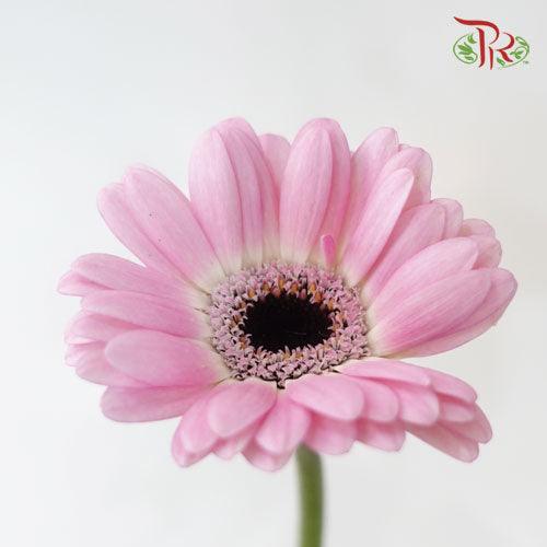 Gerbera - Light Pink (9-10 Stems) - Pudu Ria Florist