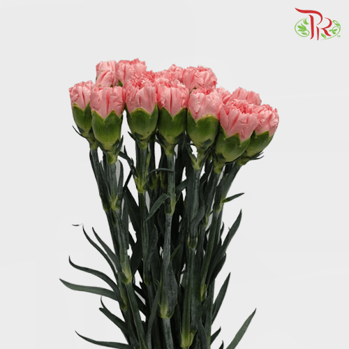 Carnation - Ambrose (20 Stems) - Pudu Ria Florist