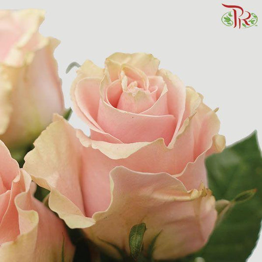 Pink Mondial (25 Stems) - Pudu Ria Florist
