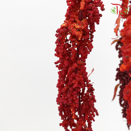 Amaranthus Hanging - Red (5 Stems) - Pudu Ria Florist