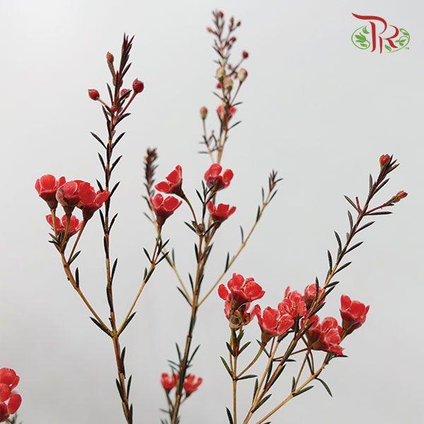 Wax Flower - Red (Per Bunch) - Pudu Ria Florist