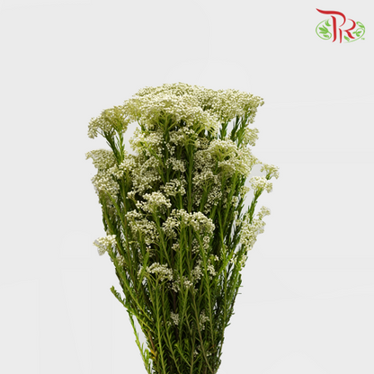 Rice Flower - White (Per Bunch) - Pudu Ria Florist
