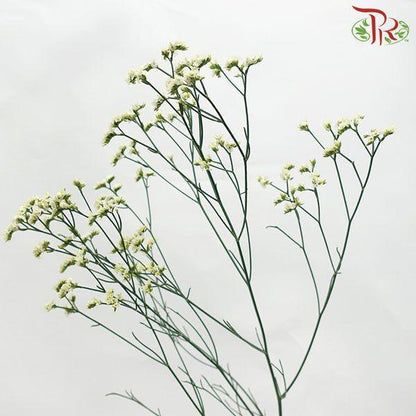 Caspia - Yellow (Per Bunch) - Pudu Ria Florist