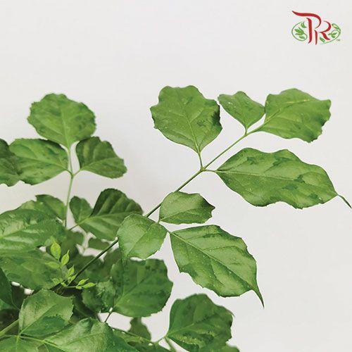 Radermachera (Ginseng Tree Shaped Bonsai) 《幸福树/绿宝》 - Pudu Ria Florist