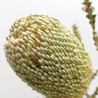 Banksia Speciosa - (2 Stems) - Pudu Ria Florist