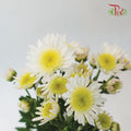 Chrysanthemum - Santini (Per Bunch) - Pudu Ria Florist
