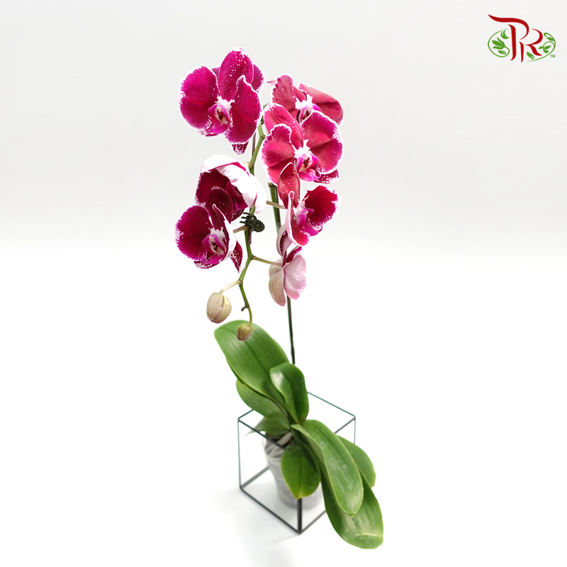 Phalaenopsis Orchid- Black *With No Vase - Pudu Ria Florist