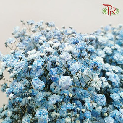 Baby's Breath Dyed - Blue (0.4- 0.5kg) - Pudu Ria Florist