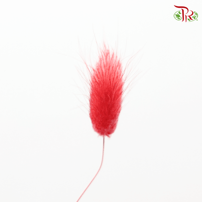 Dry Lagurus Bunny Tail - Bright Red #2 - Pudu Ria Florist