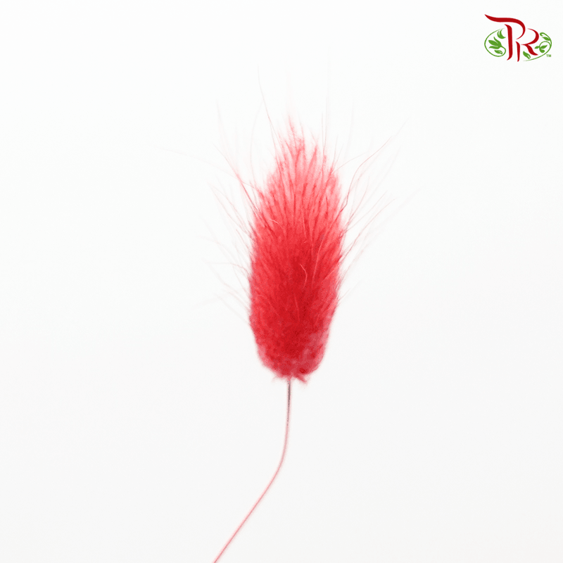 Dry Lagurus Bunny Tail - Bright Red #2 - Pudu Ria Florist