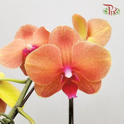 Phalaenopsis Orchid - Orange *With No Vase - Pudu Ria Florist