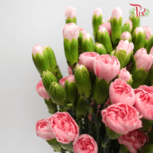 Carnation Spray - Pink Pigeon (19-20 Stems) - Pudu Ria Florist