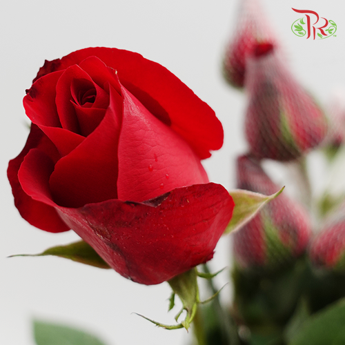Rose Netting (AA) - Red (20 Stems) - Pudu Ria Florist