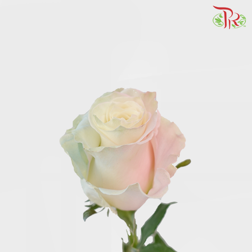 Ceres Rose - Mermaid (10 stems) - Pudu Ria Florist