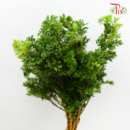 Tea leaf - Sharp - Pudu Ria Florist