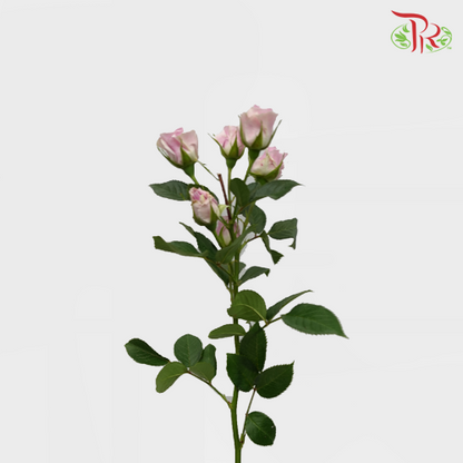 Rose Spray - Silver Shadow (10 Stems) - Pudu Ria Florist
