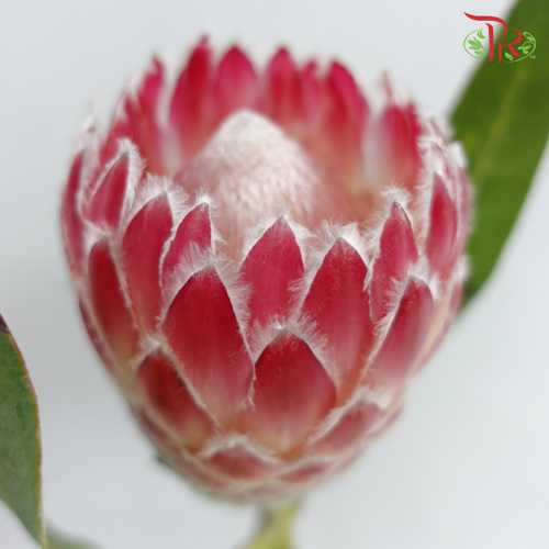 Protea Julia Pink - (2 Stems) - Pudu Ria Florist
