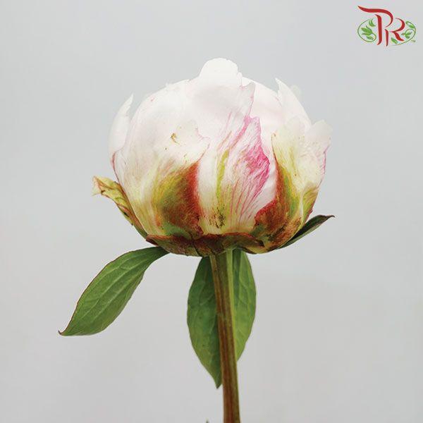 Peony - Festiva (2 Stems)***Small Head - Pudu Ria Florist