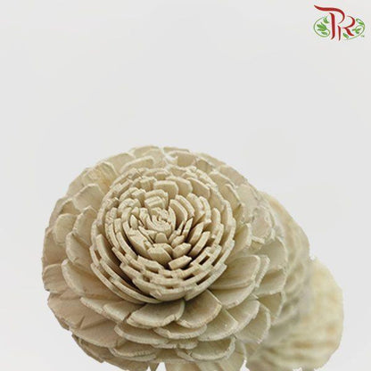Dry Aeschynomene Small - Light Grey (5 Stems) - Pudu Ria Florist