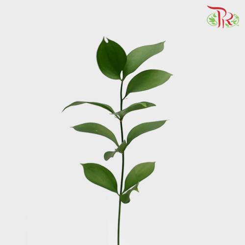 Ruscus Leaf (L) - 10 Stems - Pudu Ria Florist
