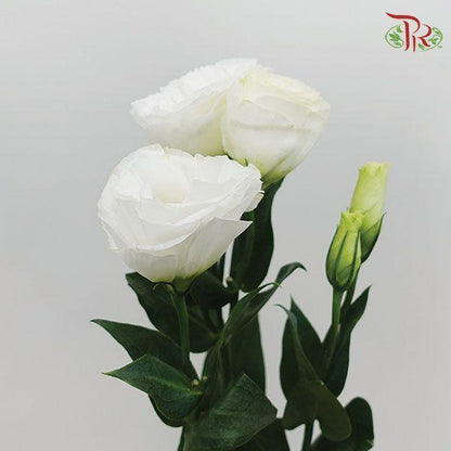 Eustoma - White (10 Stems) - Pudu Ria Florist
