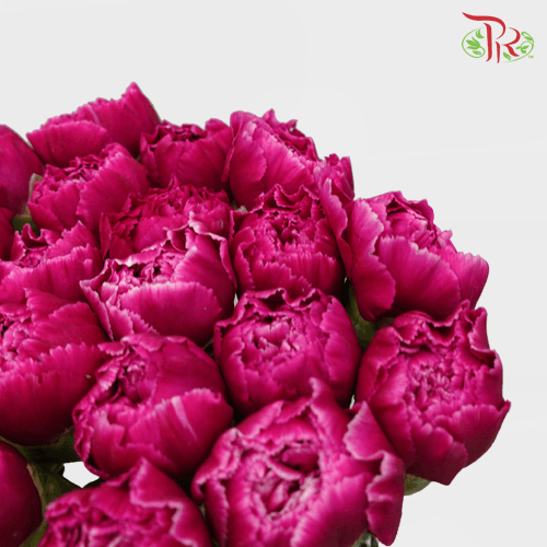 Carnation Special Colour - Freud (18-20 Stems) - Pudu Ria Florist