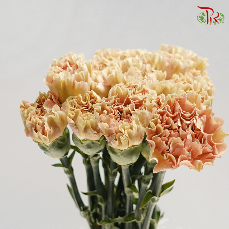 Carnation Special Colour - Cappuccino ( 18-20 Stems ) - Pudu Ria Florist