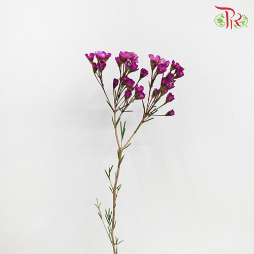 Wax Flower - Dark Pink (5 Stems) - Pudu Ria Florist