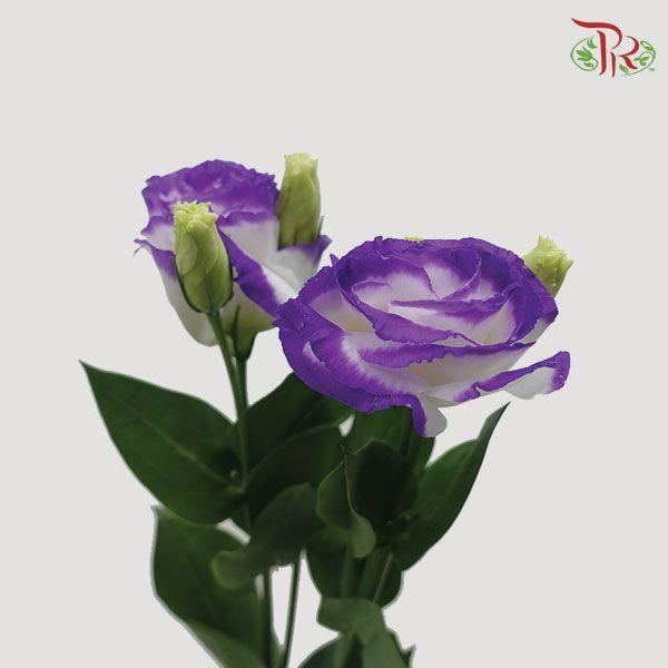 Eustoma - Purple & White (700-800 Gram) - Pudu Ria Florist
